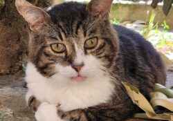 Claudius