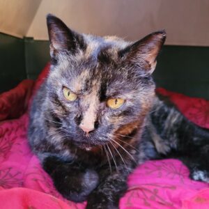 Melba