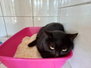 Zorro