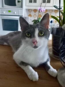 Alaya