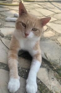 Rouquinou
