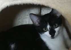 Saya