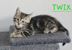 Twix