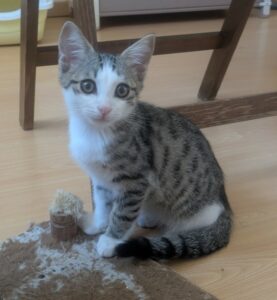 Carlos