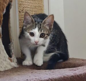 Cyrano